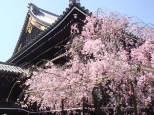 仏光寺すだれ桜