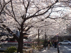 祇園の桜