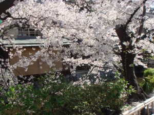 祇園の桜