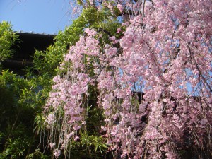 祇園すだれ桜
