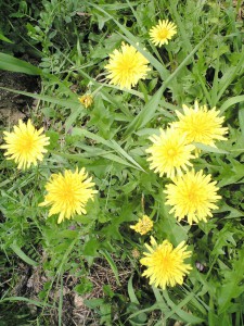 たんぽぽの学名= Taraxacum officinale:タラクサクム オフィキナーレ♪