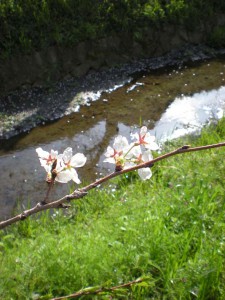 （4月）桜花と川辺