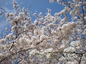 （4月）桜木