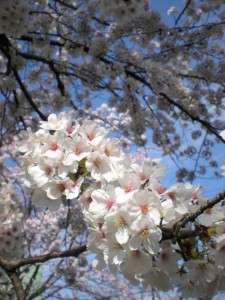 （4月）桜花アップ