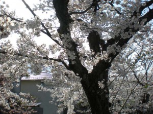 （4月）桜の幹