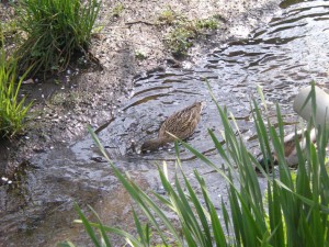 （4月）花びらと鴨