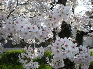 （4月）桜