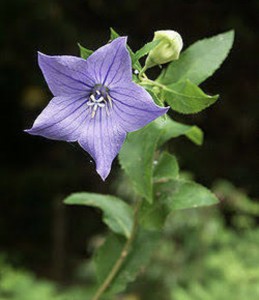 S__4939854